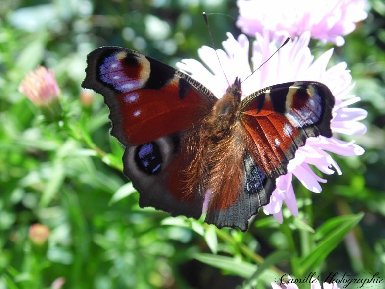 Paon du jour-Papillon diurne-Inachis io-Papillon oeil sur l`aile